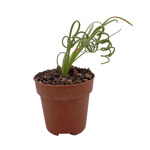 https://bo.cactijardins.com/FileUploads/produtos/as-nossas-plantas/albuca/cactijardins_albuca_spiralis_ref2779_thumb.jpg