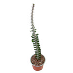 https://bo.cactijardins.com/FileUploads/produtos/as-nossas-plantas/alluaudia/cactijardins_alluaudia_procera_ref1702_thumb.jpg