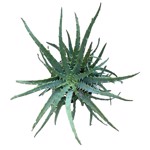 https://bo.cactijardins.com/FileUploads/produtos/as-nossas-plantas/aloe/cactijardins_aloe_blue_elf_ref3843_thumb.jpg