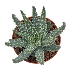 https://bo.cactijardins.com/FileUploads/produtos/as-nossas-plantas/aloe/cactijardins_aloe_humulis_patrensis_ref1536_thumb.jpg