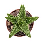https://bo.cactijardins.com/FileUploads/produtos/as-nossas-plantas/aloe/cactijardins_aloe_juvenna_ref1817_thumb.jpg