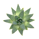 https://bo.cactijardins.com/FileUploads/produtos/as-nossas-plantas/aloe/cactijardins_aloe_polyphylla_ref1552_thumb.jpg