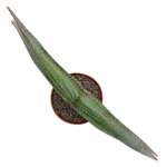 https://bo.cactijardins.com/FileUploads/produtos/as-nossas-plantas/aloe/cactijardins_aloe_suprafolioata_2_ref3601_thumb.jpg