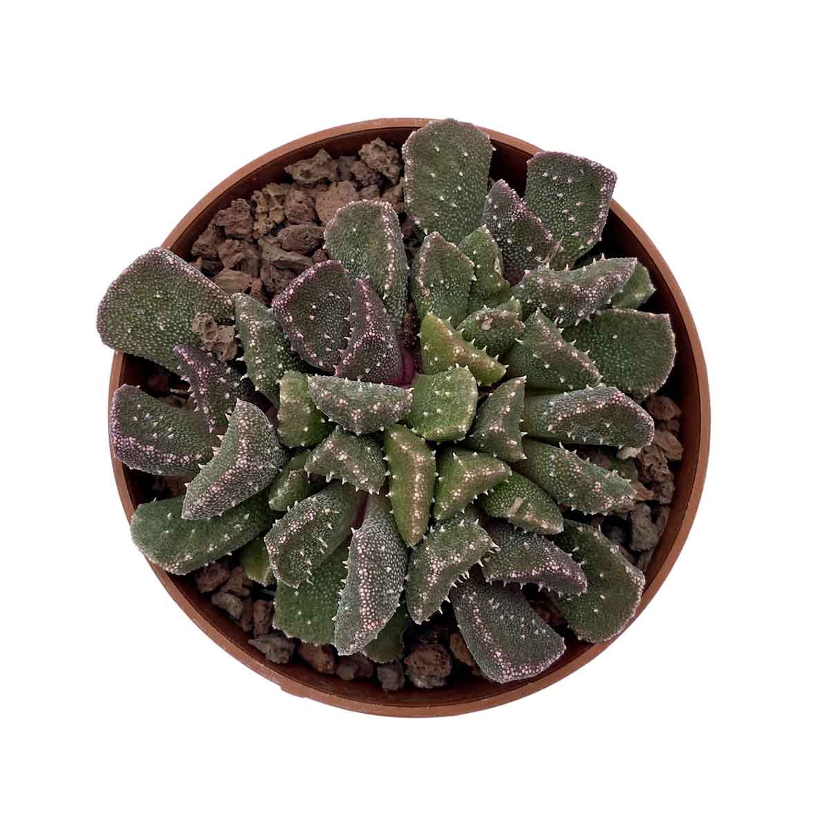 https://bo.cactijardins.com/FileUploads/produtos/as-nossas-plantas/aloinopsis/cactijardins_aloinopsis_luckhoffi_ref2912.jpg
