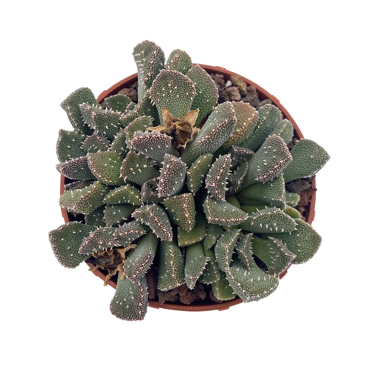 https://bo.cactijardins.com/FileUploads/produtos/as-nossas-plantas/aloinopsis/cactijardins_aloinopsis_setifera_ref2078.jpg