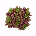 https://bo.cactijardins.com/FileUploads/produtos/as-nossas-plantas/anacampseros/cactijardins_anacampseros_rufescens_red-passion_ref791_thumb.jpg