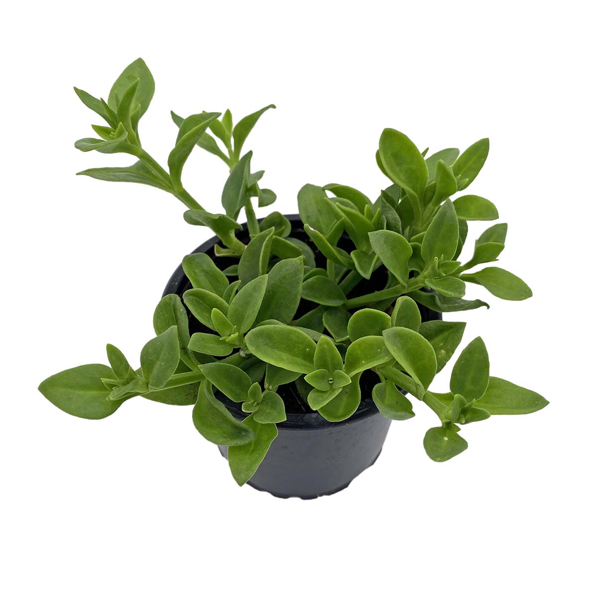 https://bo.cactijardins.com/FileUploads/produtos/as-nossas-plantas/aptenia/cactijardins_aptenia_cordifolia_ref2485.jpg