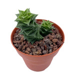 https://bo.cactijardins.com/FileUploads/produtos/as-nossas-plantas/astroloba/cactijardins_astroloba_spiralis_foliosa_ref2038_2_thumb.jpg
