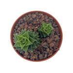 https://bo.cactijardins.com/FileUploads/produtos/as-nossas-plantas/astroloba/cactijardins_astroloba_spiralis_foliosa_ref2038_thumb.jpg