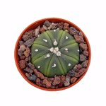 https://bo.cactijardins.com/FileUploads/produtos/as-nossas-plantas/astrophytum/cactijardins_astrophytum_asterias_1_ref3995_thumb.jpg