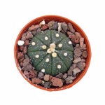https://bo.cactijardins.com/FileUploads/produtos/as-nossas-plantas/astrophytum/cactijardins_astrophytum_asterias_2_ref3995_thumb.jpg