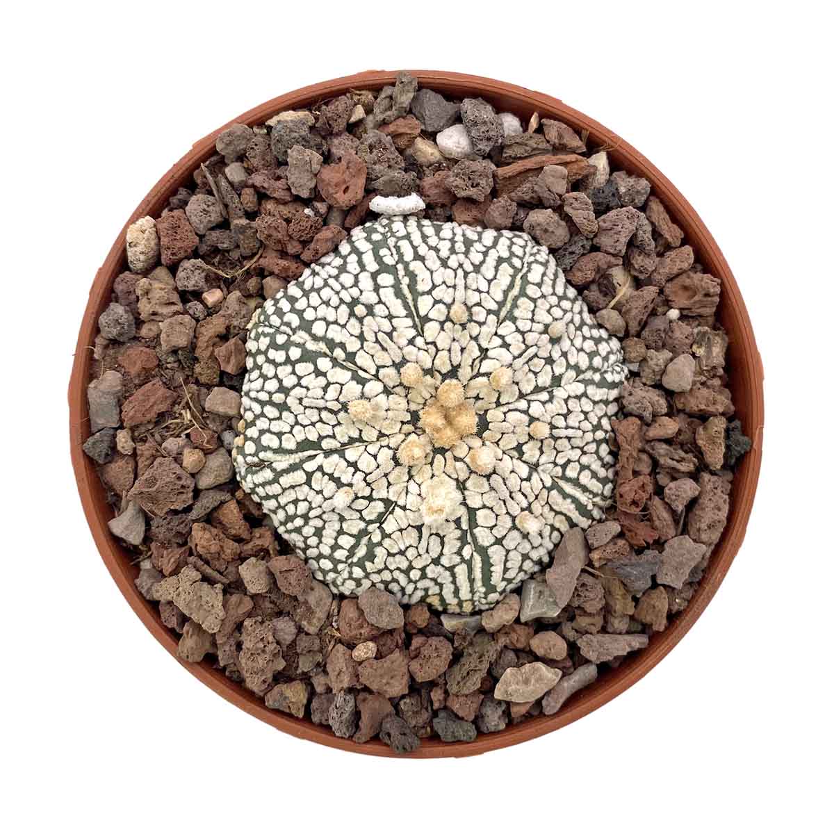 https://bo.cactijardins.com/FileUploads/produtos/as-nossas-plantas/astrophytum/cactijardins_astrophytum_asterias_cv_superkabuto_ref3811.jpg