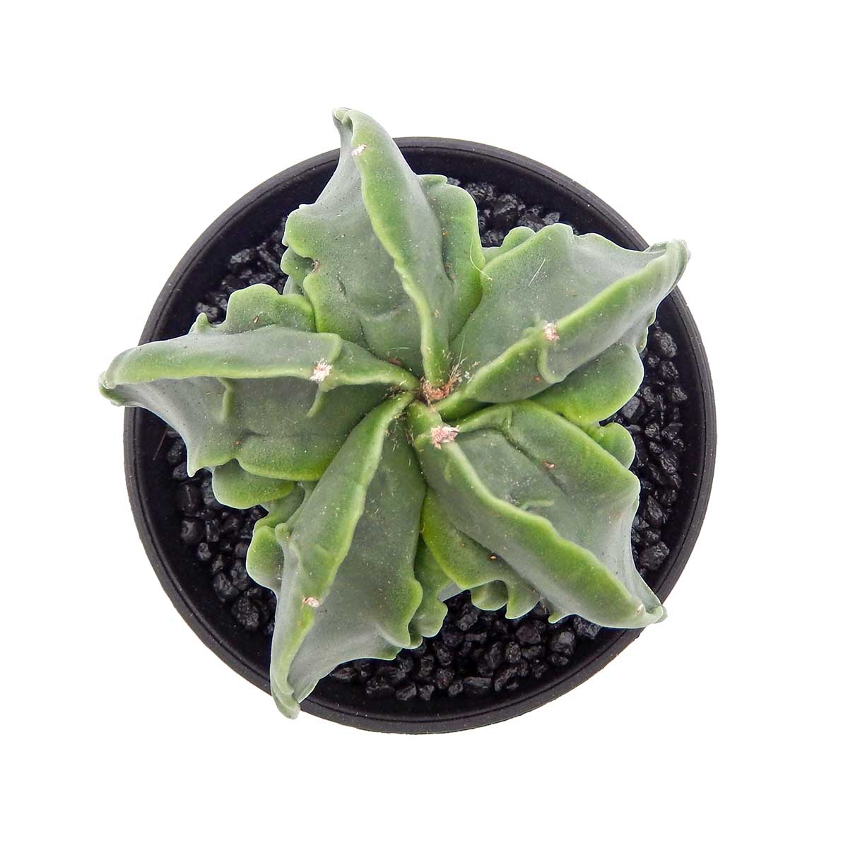 https://bo.cactijardins.com/FileUploads/produtos/as-nossas-plantas/astrophytum/cactijardins_astrophytum_myriostigma_cv_fukuryu_ref4197.jpg