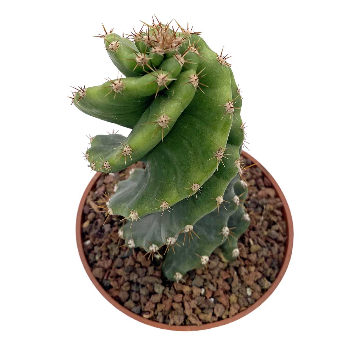 https://bo.cactijardins.com/FileUploads/produtos/as-nossas-plantas/cereus/cactijardins_cereus_forbesii_spiralis_ref2620.jpg