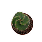 https://bo.cactijardins.com/FileUploads/produtos/as-nossas-plantas/cereus/cactijardins_cereus_forbesii_spiralis_ref3395_2_thumb.jpg