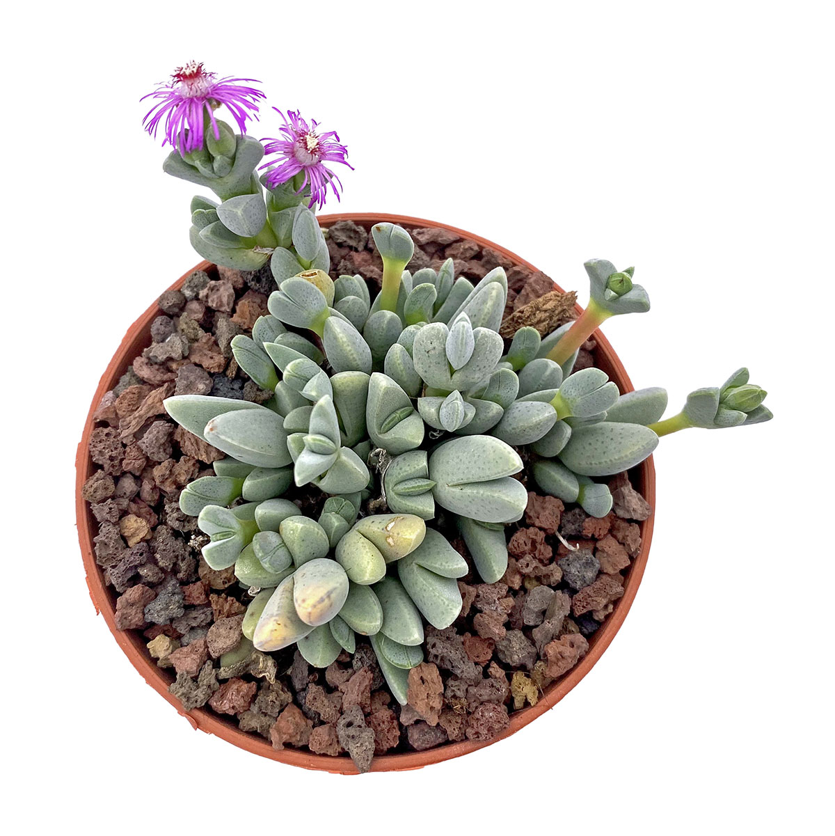 https://bo.cactijardins.com/FileUploads/produtos/as-nossas-plantas/cheiridopsis/cactijardins_cheiridopsis_purpurea_ref1651.jpg