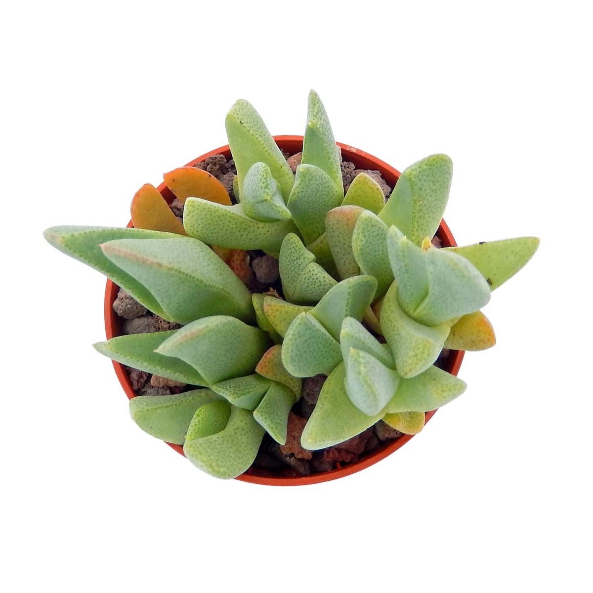 https://bo.cactijardins.com/FileUploads/produtos/as-nossas-plantas/cheiridopsis/cactijardins_cheiridopsis_robusta_ref4057.jpg