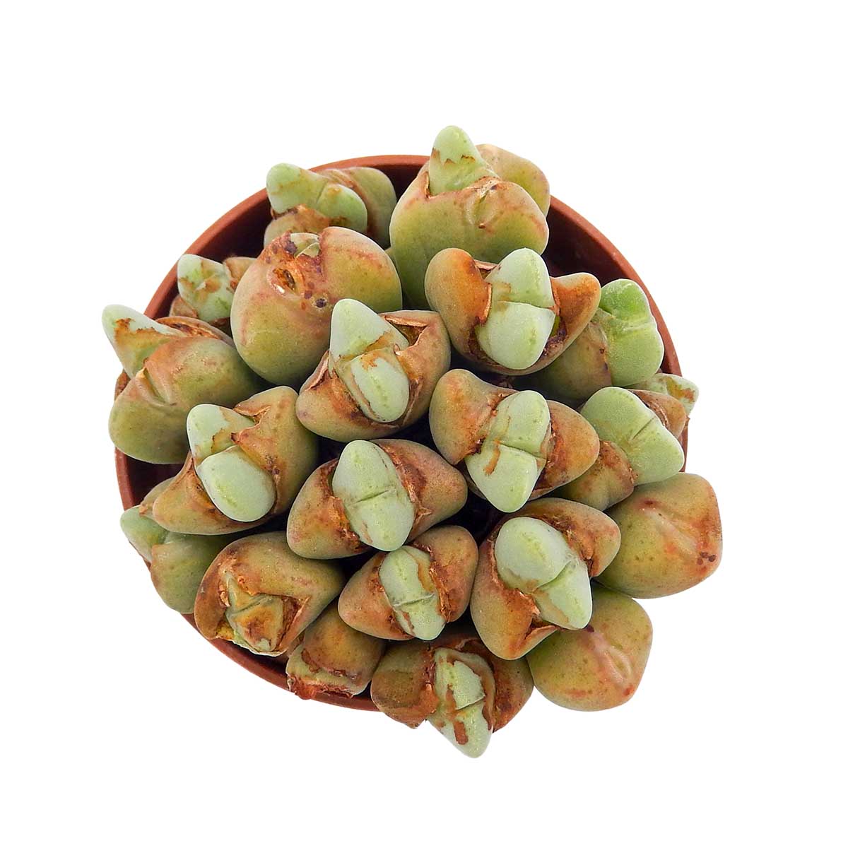 https://bo.cactijardins.com/FileUploads/produtos/as-nossas-plantas/conophytum/cactijardins_conophytum_bilobum_ref4086.jpg