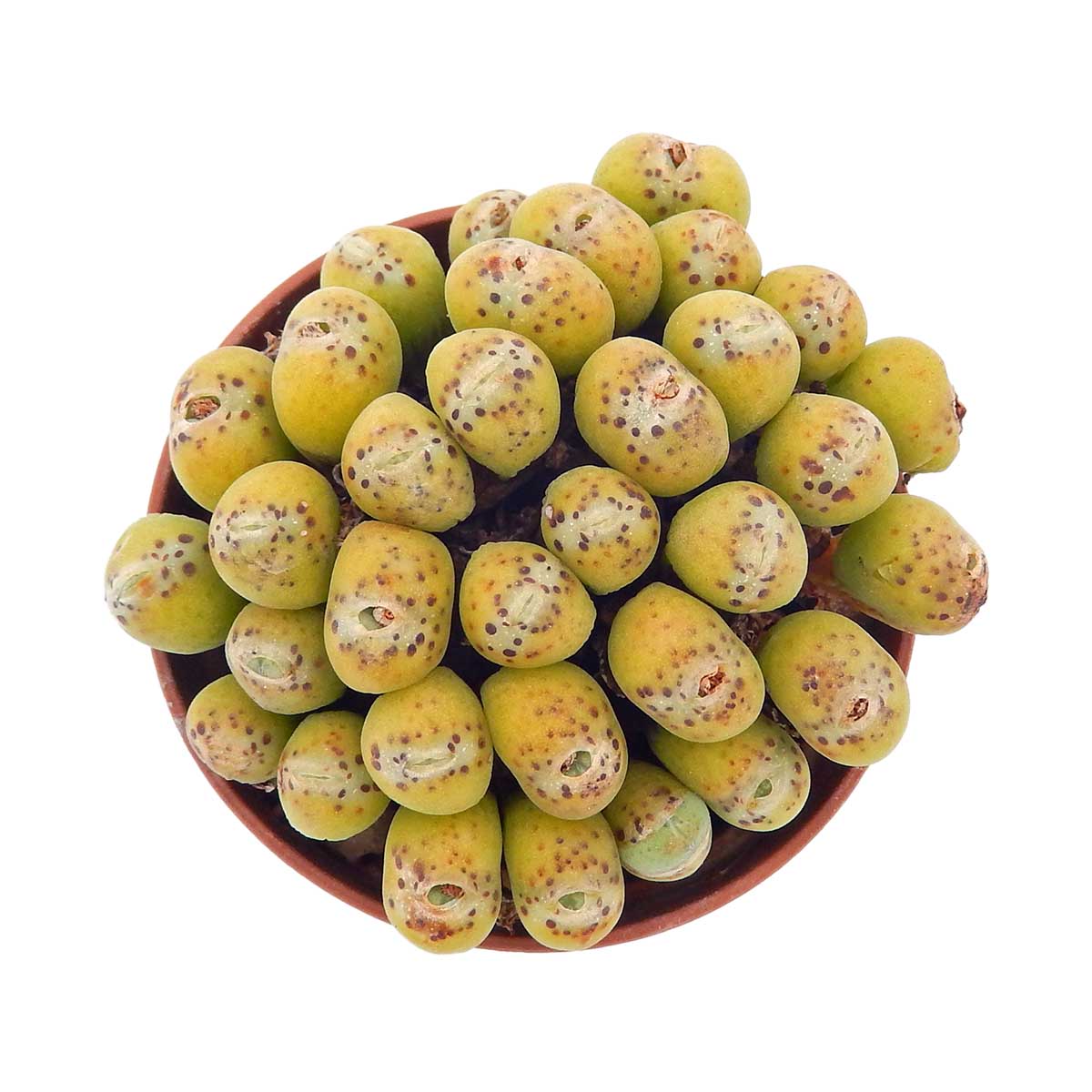 https://bo.cactijardins.com/FileUploads/produtos/as-nossas-plantas/conophytum/cactijardins_conophytum_ref4087.jpg