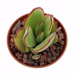 https://bo.cactijardins.com/FileUploads/produtos/as-nossas-plantas/cotyledon/cactijardins_cotyledon_campanulata_ref3731_thumb.jpg