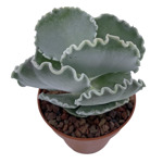 https://bo.cactijardins.com/FileUploads/produtos/as-nossas-plantas/cotyledon/cactijardins_cotyledon_orbiculata_oblonga_undulata_ref1208_2_thumb.jpg