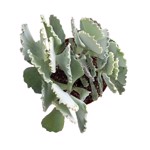 https://bo.cactijardins.com/FileUploads/produtos/as-nossas-plantas/cotyledon/cactijardins_cotyledon_orbiculata_oblonga_undulata_ref3096_thumb.jpg