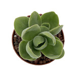 https://bo.cactijardins.com/FileUploads/produtos/as-nossas-plantas/crassula/cactijardins_crassula_argyrophylla_swaziensis_ref2541_thumb.jpg