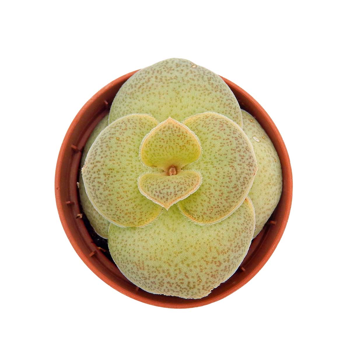 https://bo.cactijardins.com/FileUploads/produtos/as-nossas-plantas/crassula/cactijardins_crassula_capitella_hybrid_ref4083.jpg