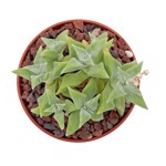 https://bo.cactijardins.com/FileUploads/produtos/as-nossas-plantas/crassula/cactijardins_crassula_deltoides_ref4038_thumb.jpg