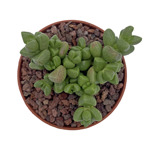 https://bo.cactijardins.com/FileUploads/produtos/as-nossas-plantas/crassula/cactijardins_crassula_elegans__ref1521_2_thumb.jpg