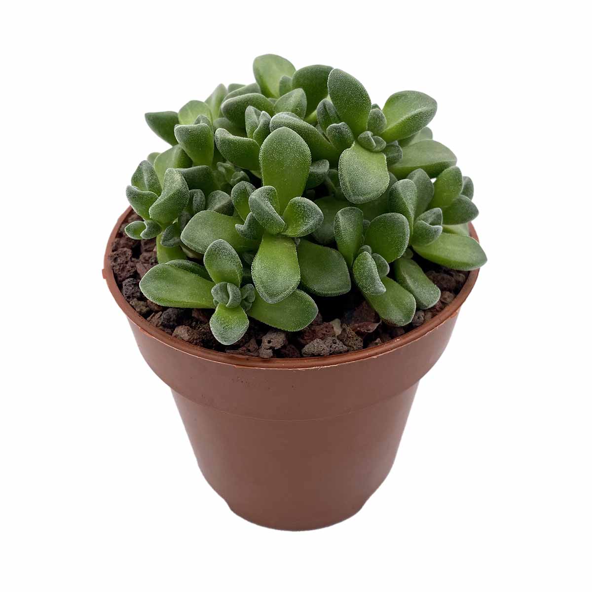 https://bo.cactijardins.com/FileUploads/produtos/as-nossas-plantas/crassula/cactijardins_crassula_fernwood_ref2637_1.jpg