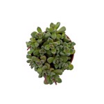 https://bo.cactijardins.com/FileUploads/produtos/as-nossas-plantas/crassula/cactijardins_crassula_fernwood_ref3554_thumb.jpg