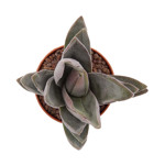 https://bo.cactijardins.com/FileUploads/produtos/as-nossas-plantas/crassula/cactijardins_crassula_garnet_lotus_ref587_j4wjbthj_thumb.jpg