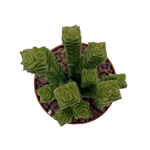 https://bo.cactijardins.com/FileUploads/produtos/as-nossas-plantas/crassula/cactijardins_crassula_green_pagoda_ref1715_thumb.jpg