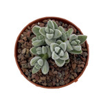 https://bo.cactijardins.com/FileUploads/produtos/as-nossas-plantas/crassula/cactijardins_crassula_lanuginosa_pachystemon_ref2550_2_thumb.jpg