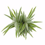 https://bo.cactijardins.com/FileUploads/produtos/as-nossas-plantas/crassula/cactijardins_crassula_mesembryanthoides_ssp_hispida_ref953_thumb.jpg