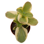 https://bo.cactijardins.com/FileUploads/produtos/as-nossas-plantas/crassula/cactijardins_crassula_multicava_variegata_ref684_2_thumb.jpg