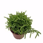 https://bo.cactijardins.com/FileUploads/produtos/as-nossas-plantas/crassula/cactijardins_crassula_muscosa_ref3099_thumb.jpg