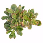 https://bo.cactijardins.com/FileUploads/produtos/as-nossas-plantas/crassula/cactijardins_crassula_ovata_hummels_sunset_ref1982_thumb.jpg
