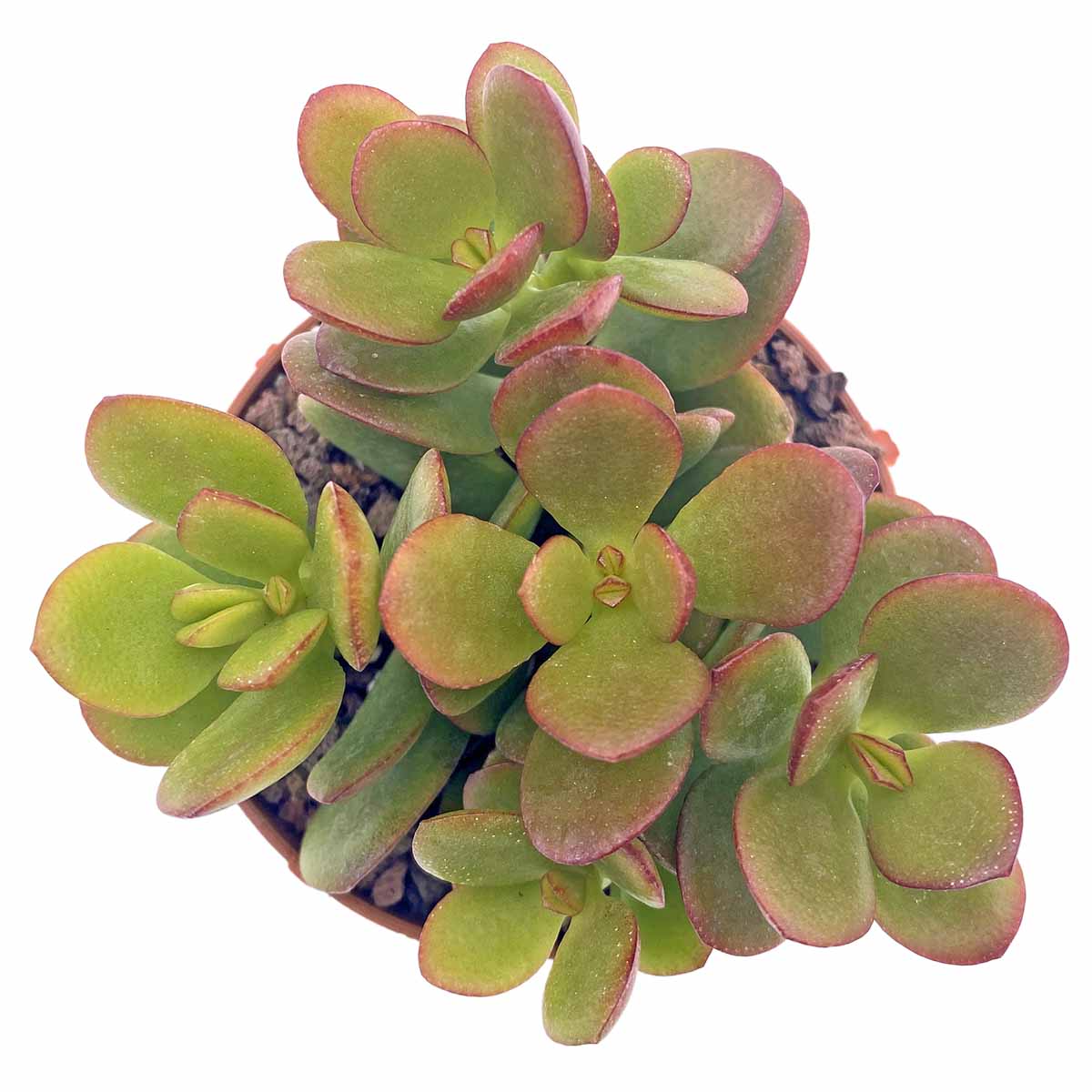 https://bo.cactijardins.com/FileUploads/produtos/as-nossas-plantas/crassula/cactijardins_crassula_ovata_minima_ref2641.jpg