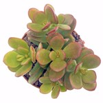 https://bo.cactijardins.com/FileUploads/produtos/as-nossas-plantas/crassula/cactijardins_crassula_ovata_minima_ref2641_thumb.jpg