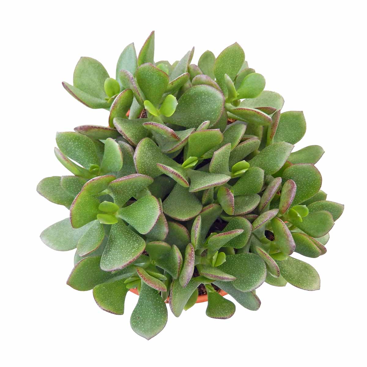 https://bo.cactijardins.com/FileUploads/produtos/as-nossas-plantas/crassula/cactijardins_crassula_ovata_ref4235.jpg