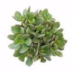 Crassula ovata