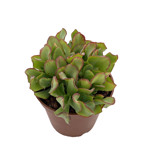 https://bo.cactijardins.com/FileUploads/produtos/as-nossas-plantas/crassula/cactijardins_crassula_ovata_undulata_ref3042_thumb.jpg