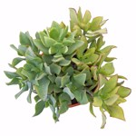 https://bo.cactijardins.com/FileUploads/produtos/as-nossas-plantas/crassula/cactijardins_crassula_ovata_undulata_ref3060_thumb.jpg