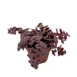 Crassula pellucida ssp marginalis variegata