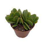 https://bo.cactijardins.com/FileUploads/produtos/as-nossas-plantas/crassula/cactijardins_crassula_perfoliata_borracha_ref3327_thumb.jpg