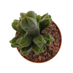 https://bo.cactijardins.com/FileUploads/produtos/as-nossas-plantas/crassula/cactijardins_crassula_pyramidalis_ref576_thumb.jpg