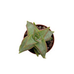 https://bo.cactijardins.com/FileUploads/produtos/as-nossas-plantas/crassula/cactijardins_crassula_rupestris_daruma_star_ref3545_thumb.jpg