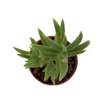 Crassula tetragona